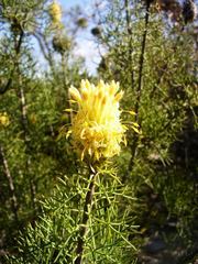 Isopogon