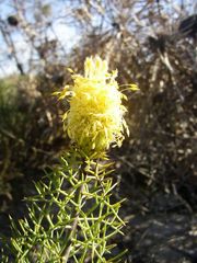 Isopogon