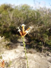 Lysinema