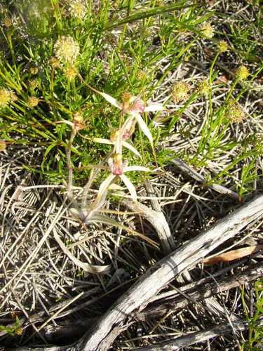 Image of Caladenia radialis by (c) Tony Rebelo, some rights reserved (CC BY-SA)