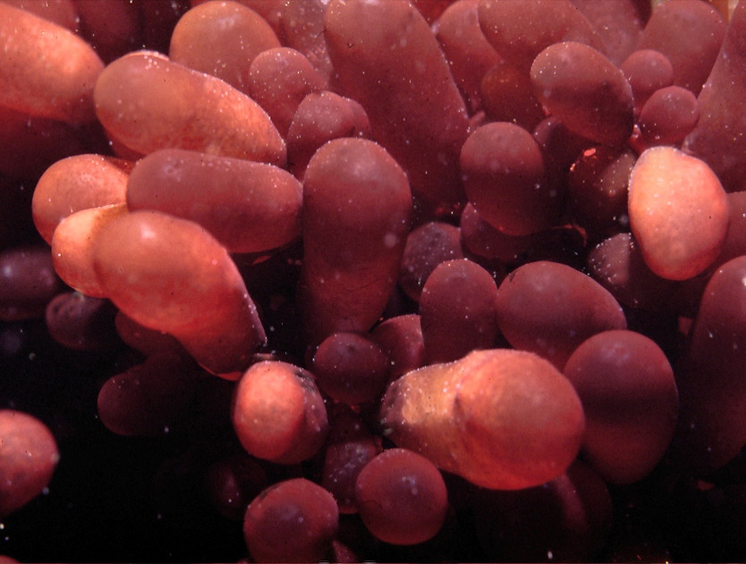 Botryocladia