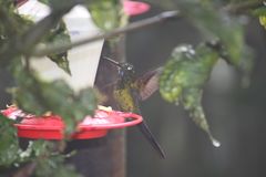 Heliodoxa imperatrix