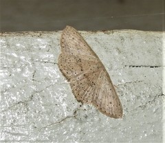 Cyclophora turneri
