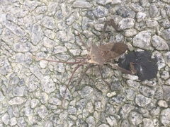 Acanthocephala declivis