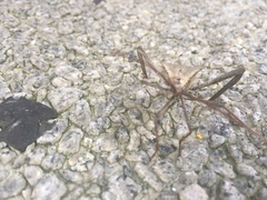 Acanthocephala declivis