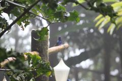 Boissonneaua jardini