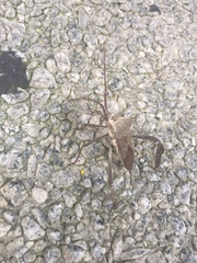Acanthocephala declivis