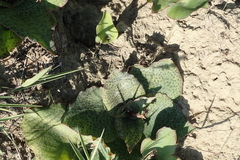 Ledebouria ovatifolia ovatifolia