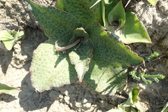 Ledebouria ovatifolia ovatifolia