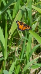 Chlosyne lacinia saundersi