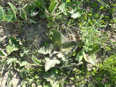 Ledebouria ovatifolia ovatifolia