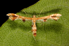 Geina periscelidactylus