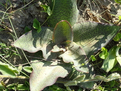 Ledebouria ovatifolia ovatifolia