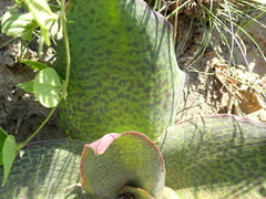 Ledebouria ovatifolia ovatifolia