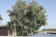 Melaleuca cajuputi cumingiana
