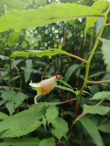 Impatiens forrestii