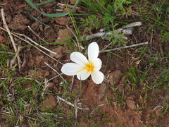 Crocus aleppicus