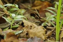 Causus rhombeatus