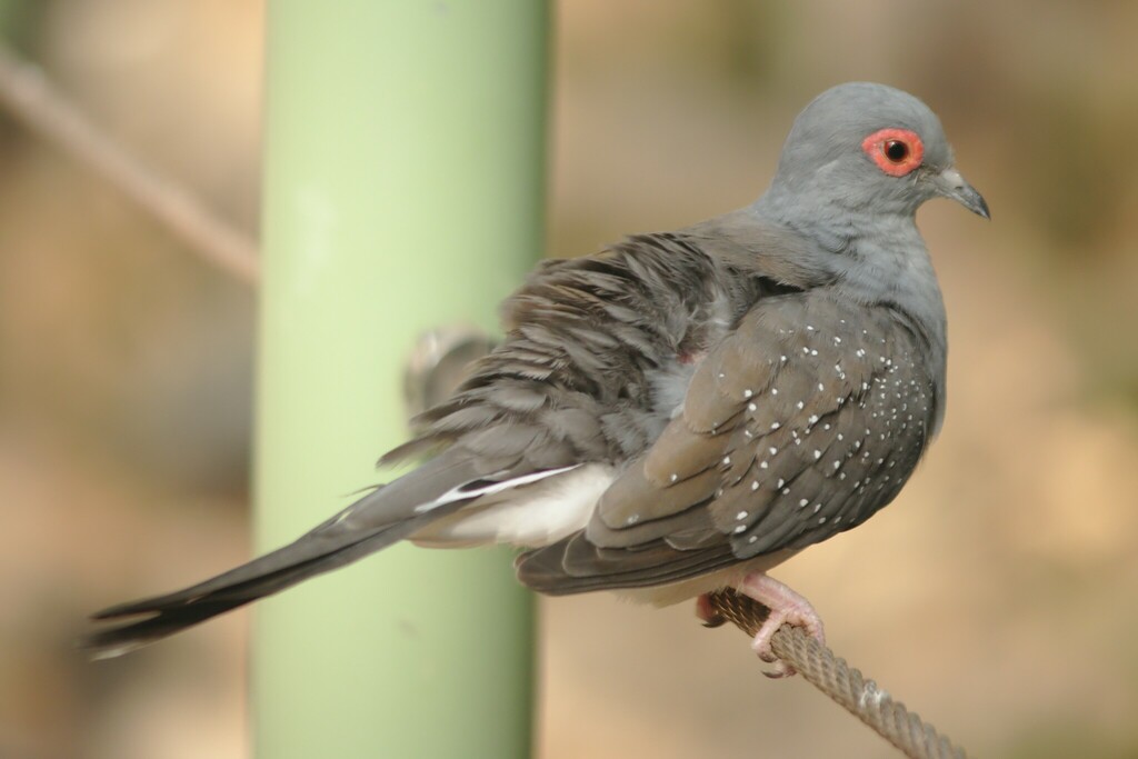 Diamond Dove