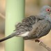 Diamond Dove - Photo (c) Paul Korecky, some rights reserved (CC BY-SA)