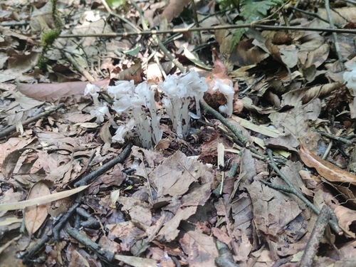 Ghost Pipe