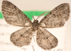 Digrammia gnophosaria