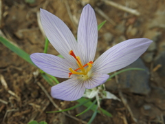 Crocus pallasii