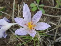 Crocus pallasii