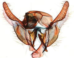 Digrammia gnophosaria