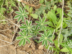 Lupinus pilosus