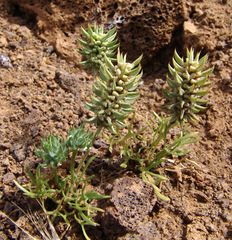 Ceratocephala falcata