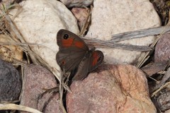 Pseudonympha trimenii