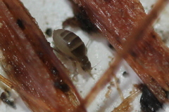 Puliciphora