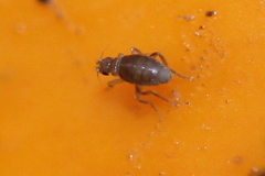 Puliciphora