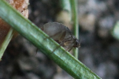 Puliciphora