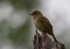 Phylloscopus schwarzi