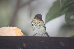 Ixothraupis rufigula