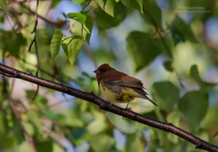 Emberiza rutila