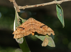 Hypopyra africana
