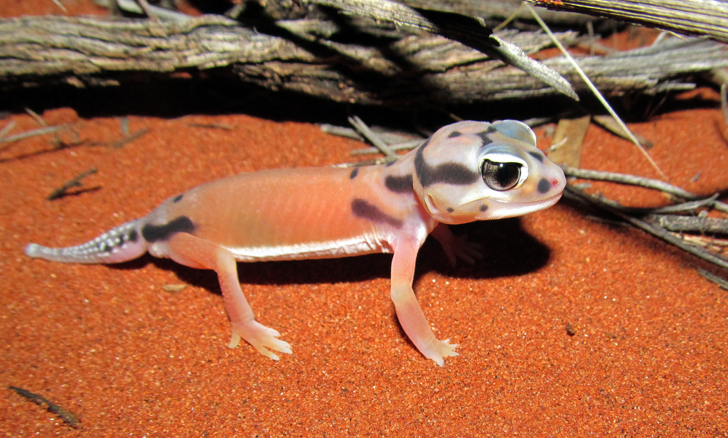 Smooth Knob-Tail