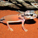 Smooth Knob-tailed Gecko - Photo (c) Matt, some rights reserved (CC BY)
