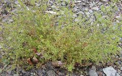 Galium divaricatum