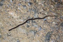 Tantilla melanocephala