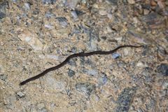 Tantilla melanocephala