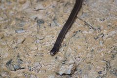 Tantilla melanocephala