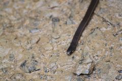 Tantilla melanocephala