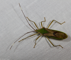 Homoeocerus angulatus