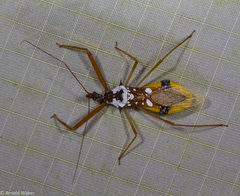 Epidaus famulus