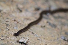 Tantilla melanocephala