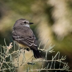 Pyrocephalus rubinus